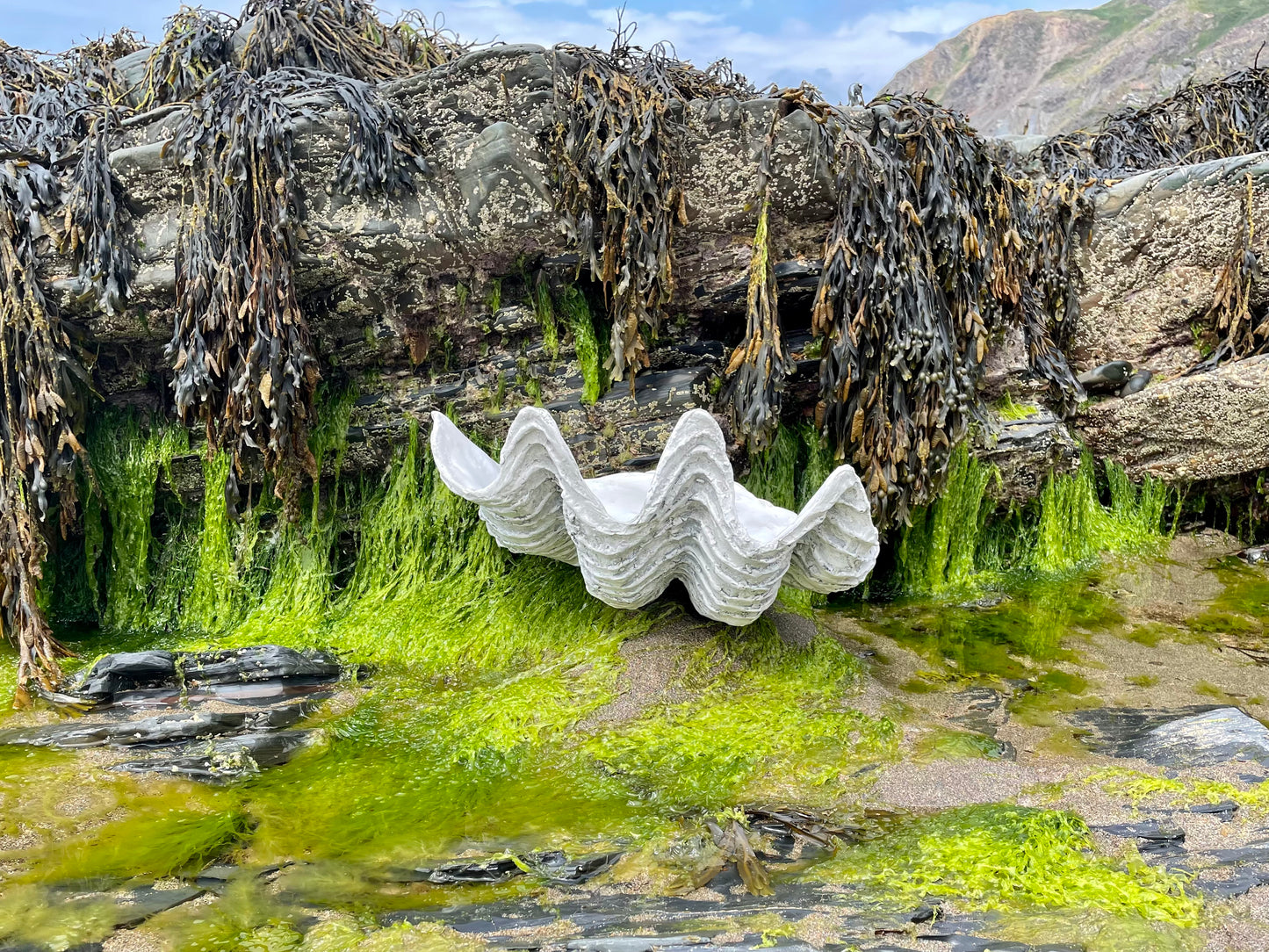 Serenity Giant Clam Shell in Driftwood Grey