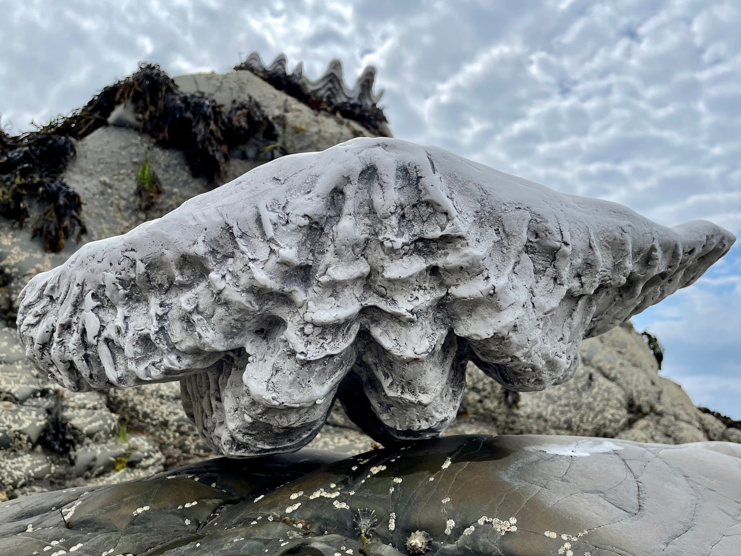 Serenity Giant Clam Shell in Driftwood Grey