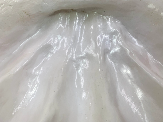 Scalloped Giant Clam Shell in White