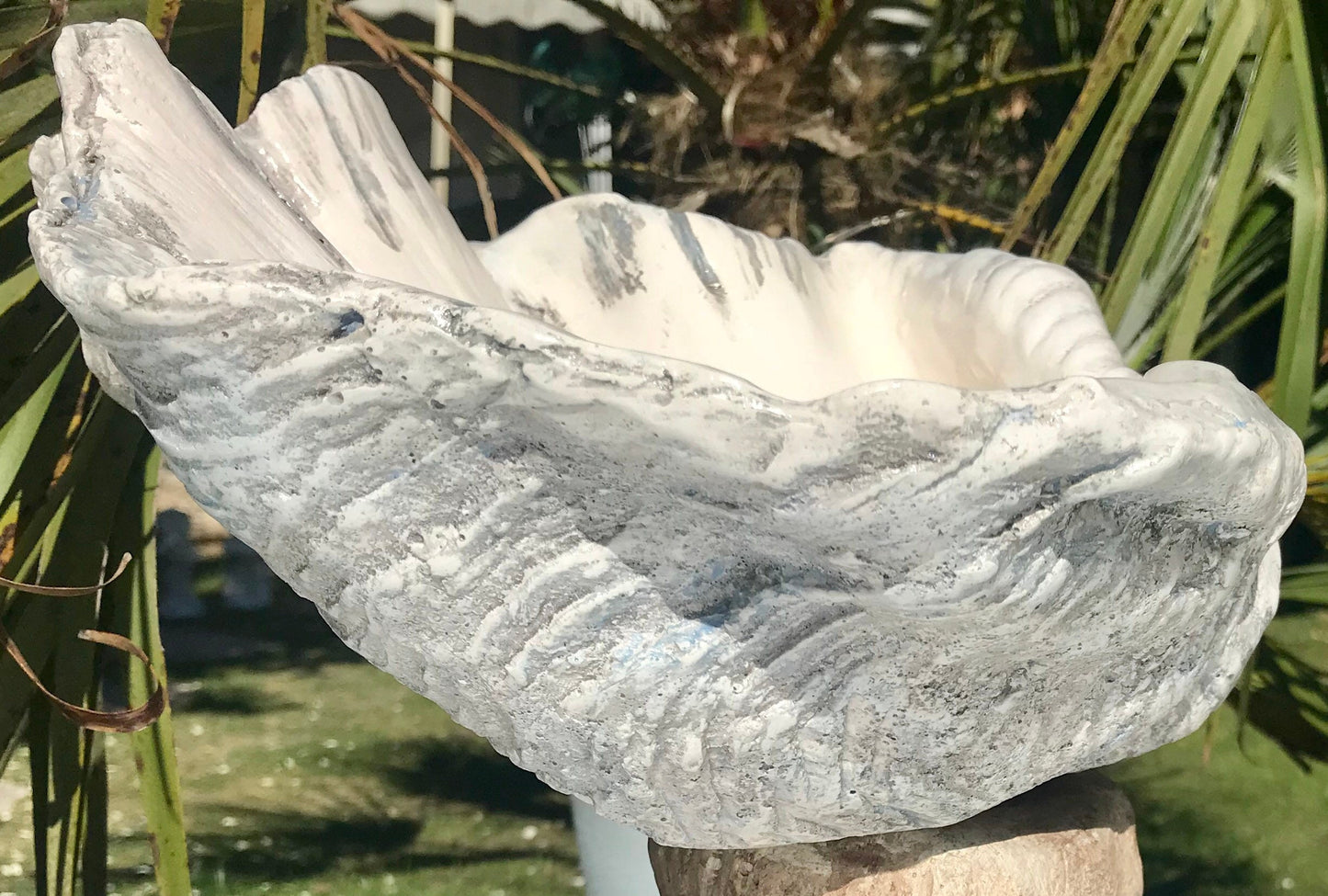 Petite Giant Clam Shell in Driftwood Grey