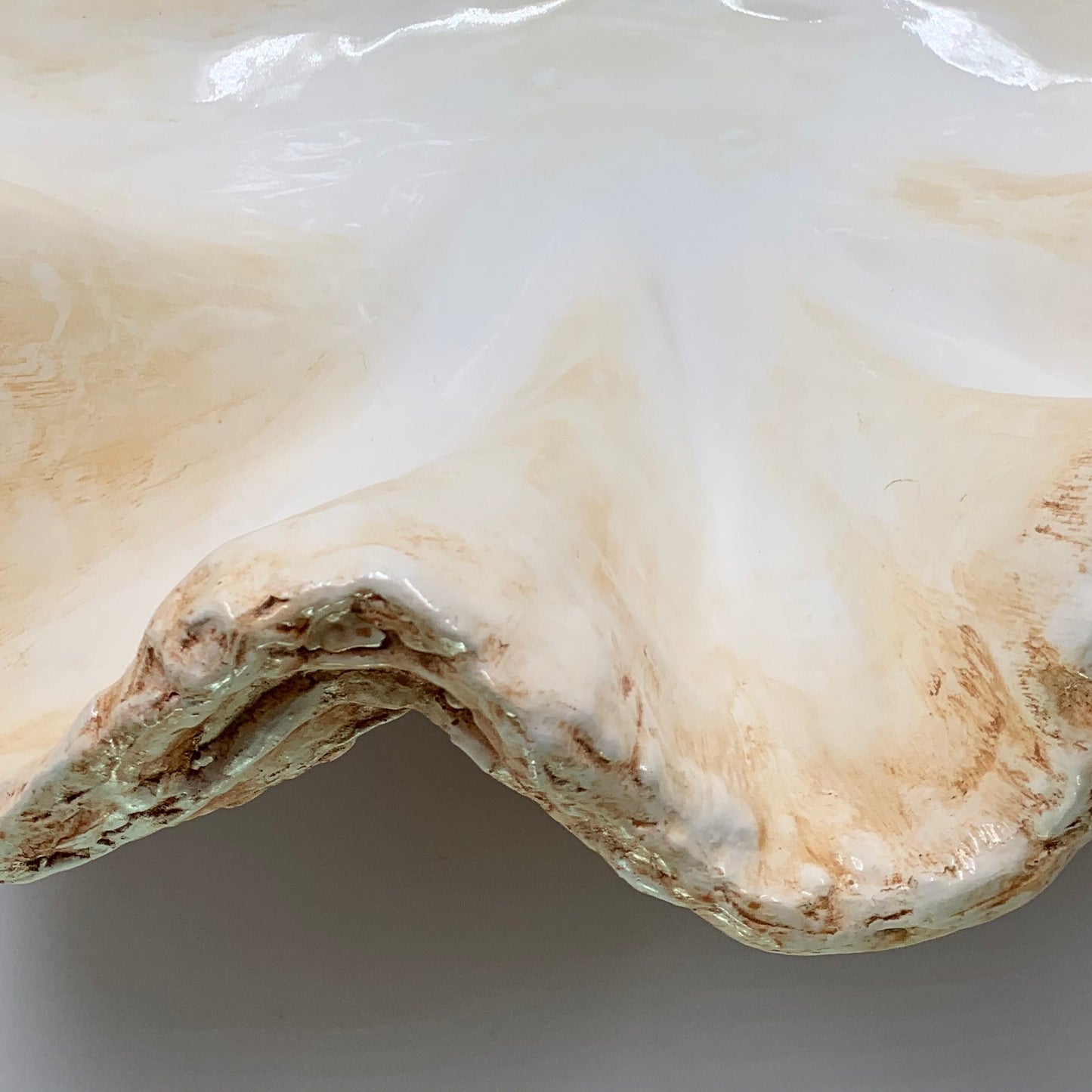 Extra Large Giant Clam Shell in Tobacco