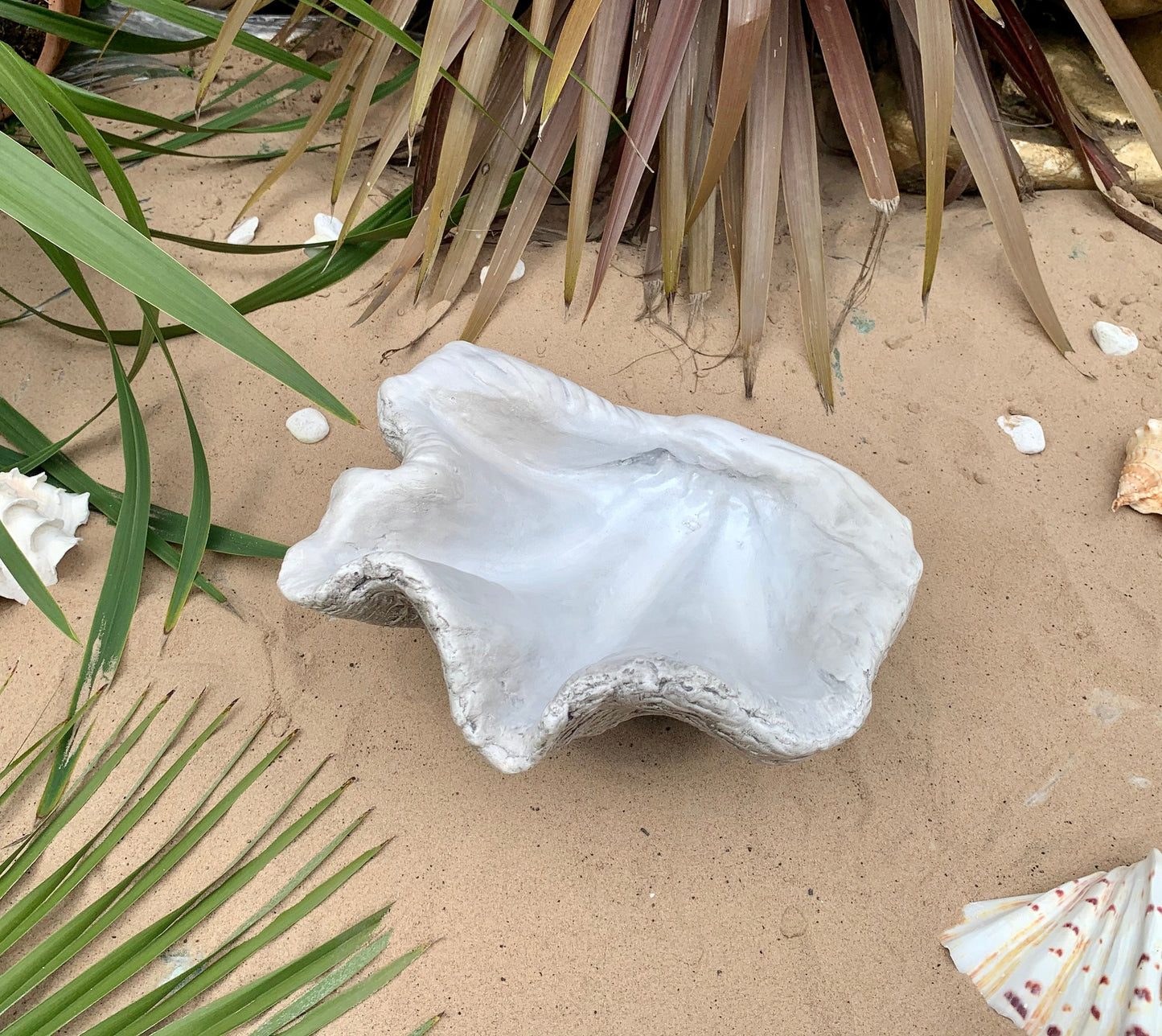 Petite Giant Clam Shell in Burnt Umber