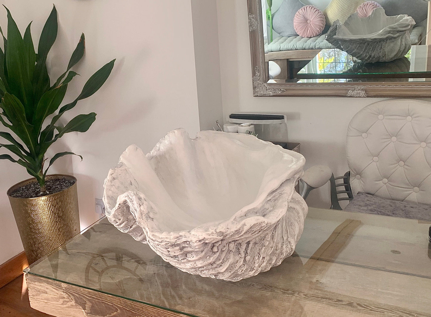 Extra Large Giant Clam Shell in Driftwood Grey