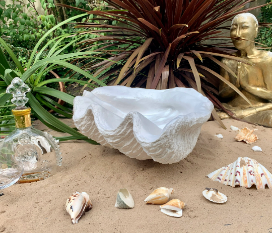 Giant white best sale clam shell