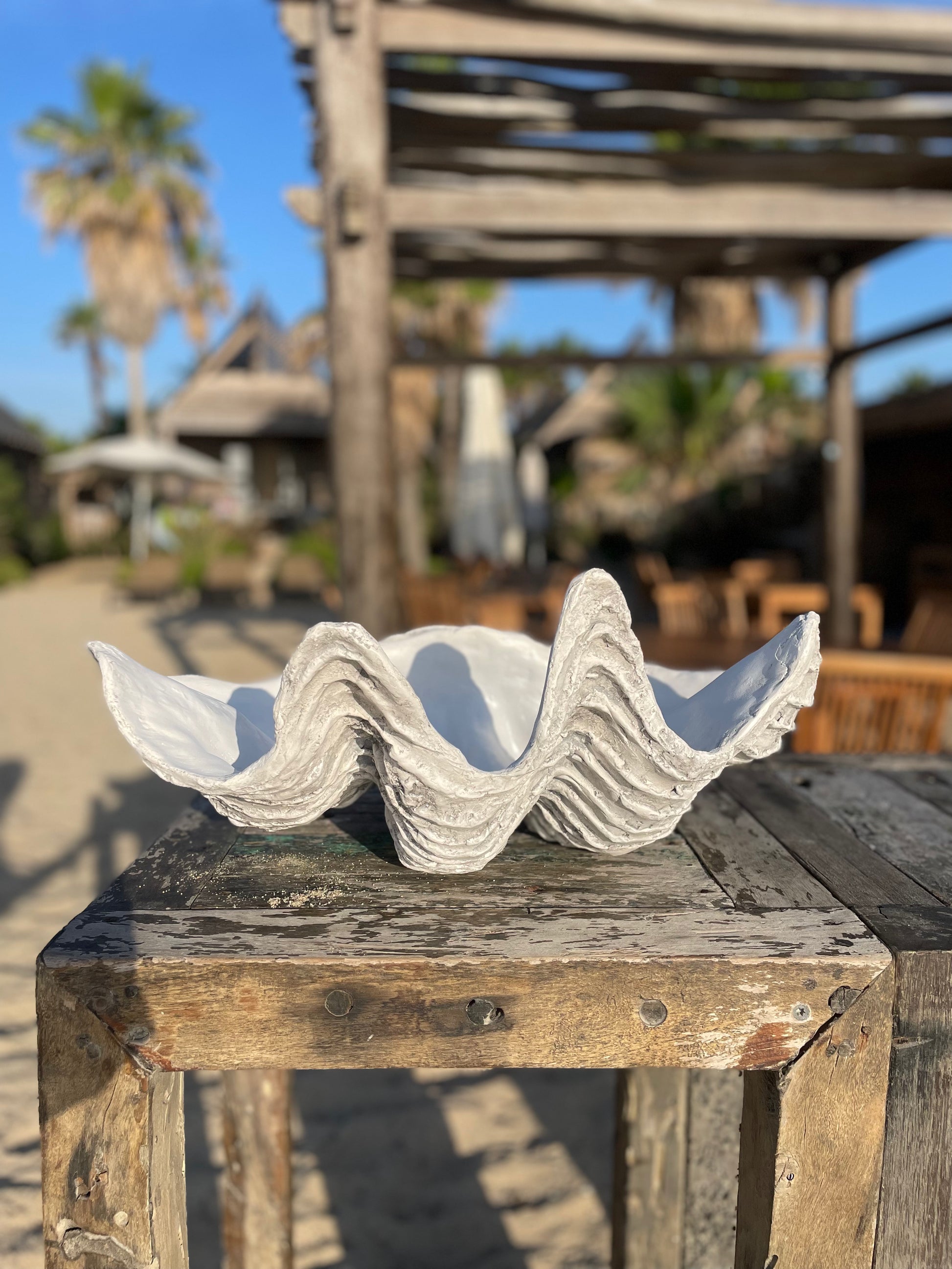 Real giant clam on sale shell