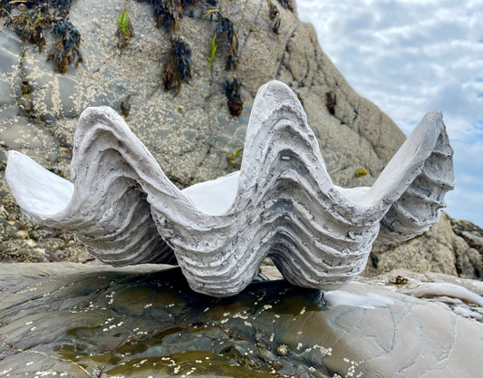 Serenity Giant Clam Shell in Driftwood Grey
