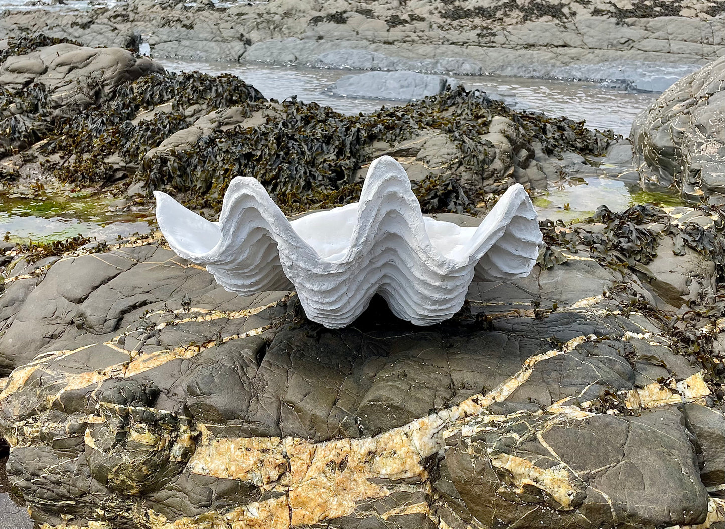 Serenity Giant Clam Shell in Antique White