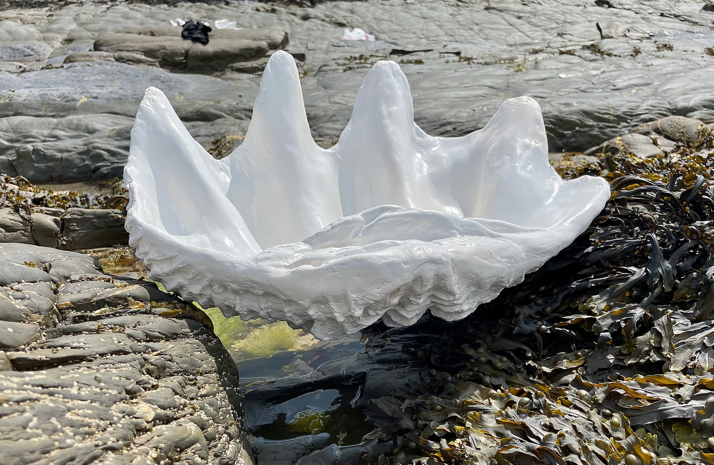 Serenity Giant Clam Shell in Antique White