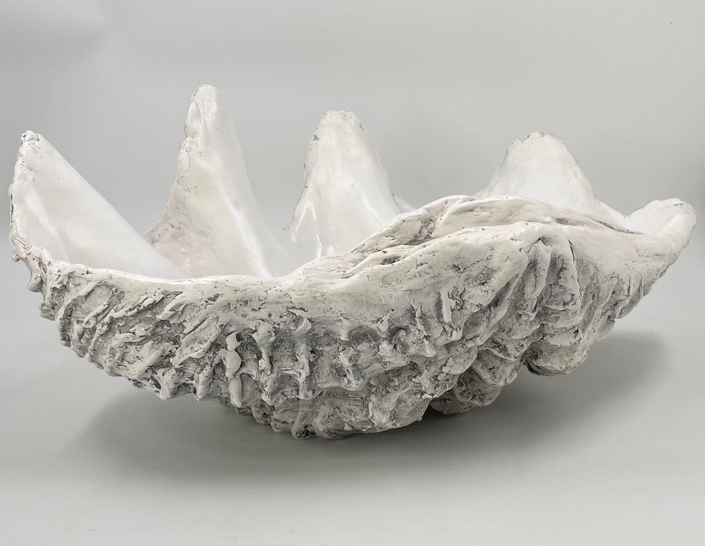 Serenity Giant Clam Shell in Driftwood Grey