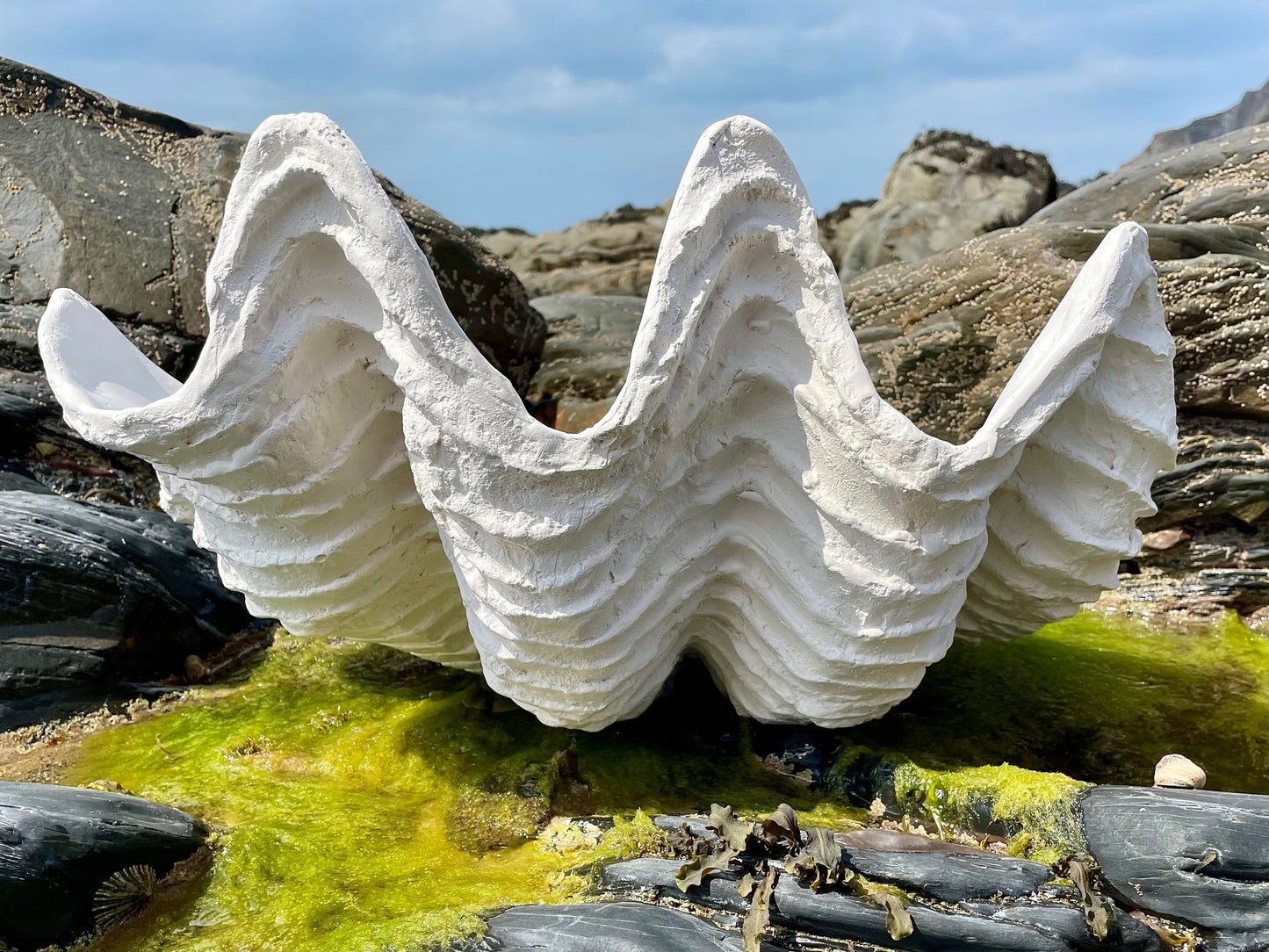Cllam Shell Serenity Giant Clam Shell in Antique White – teemorrisshells