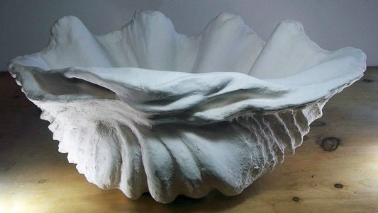 Extra Large Giant Clam Shell in White