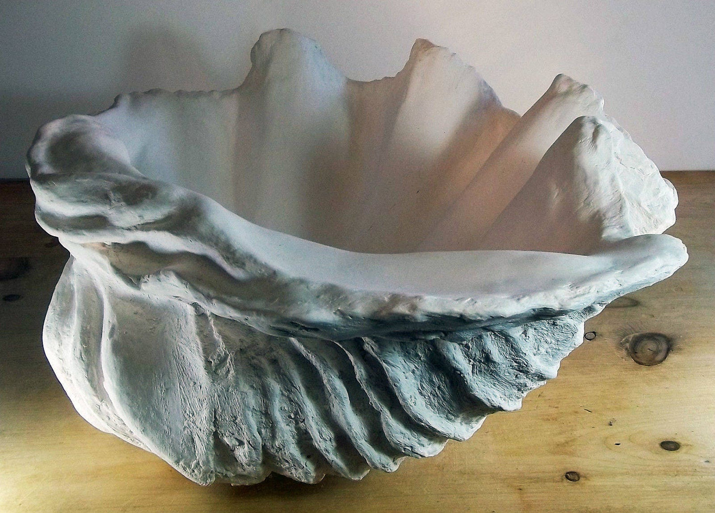 Extra Large Giant Clam Shell in White