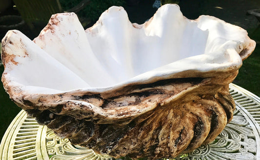 Extra Large Giant Clam Shell in Burnt Umber