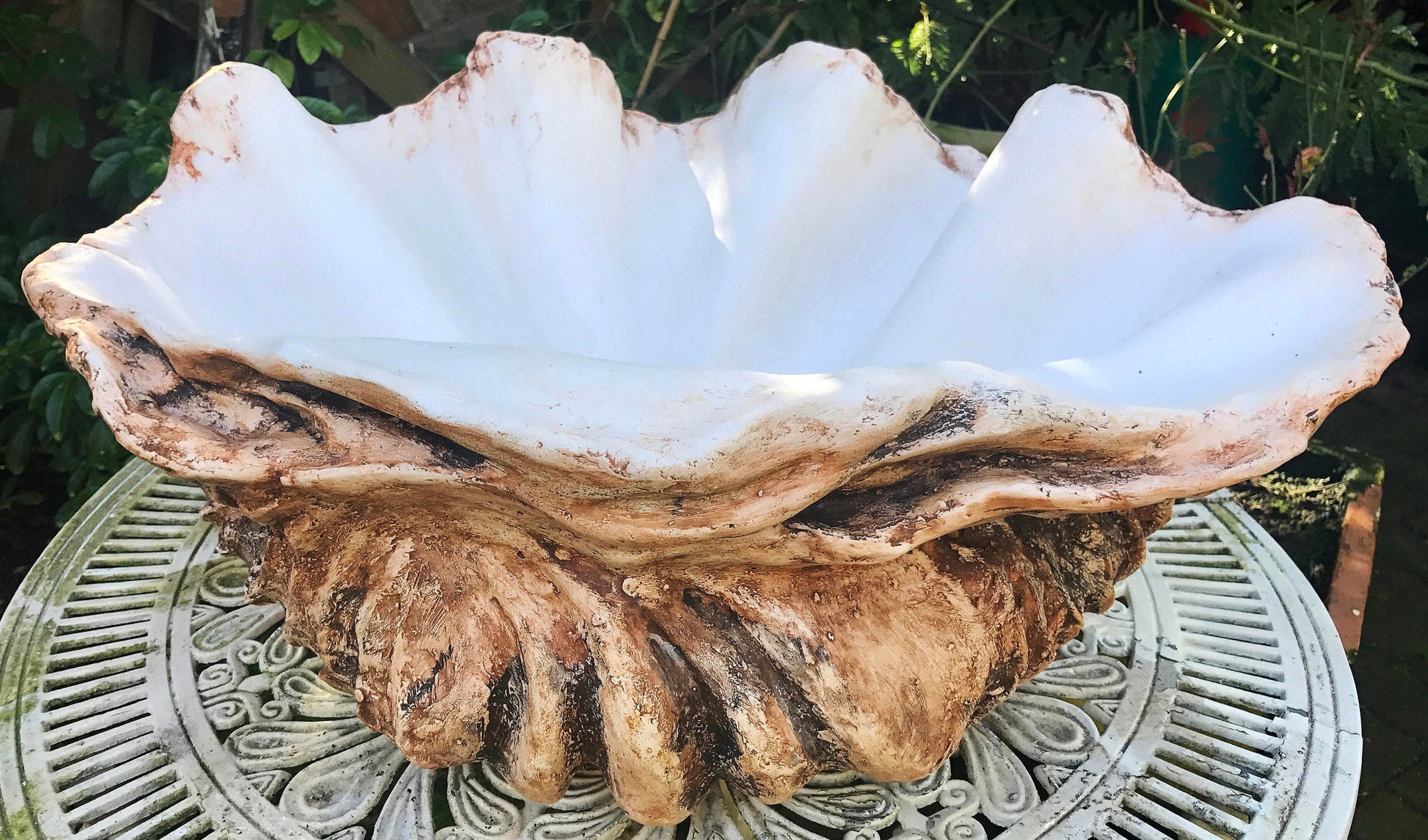 Extra Large Giant Clam Shell in Tobacco
