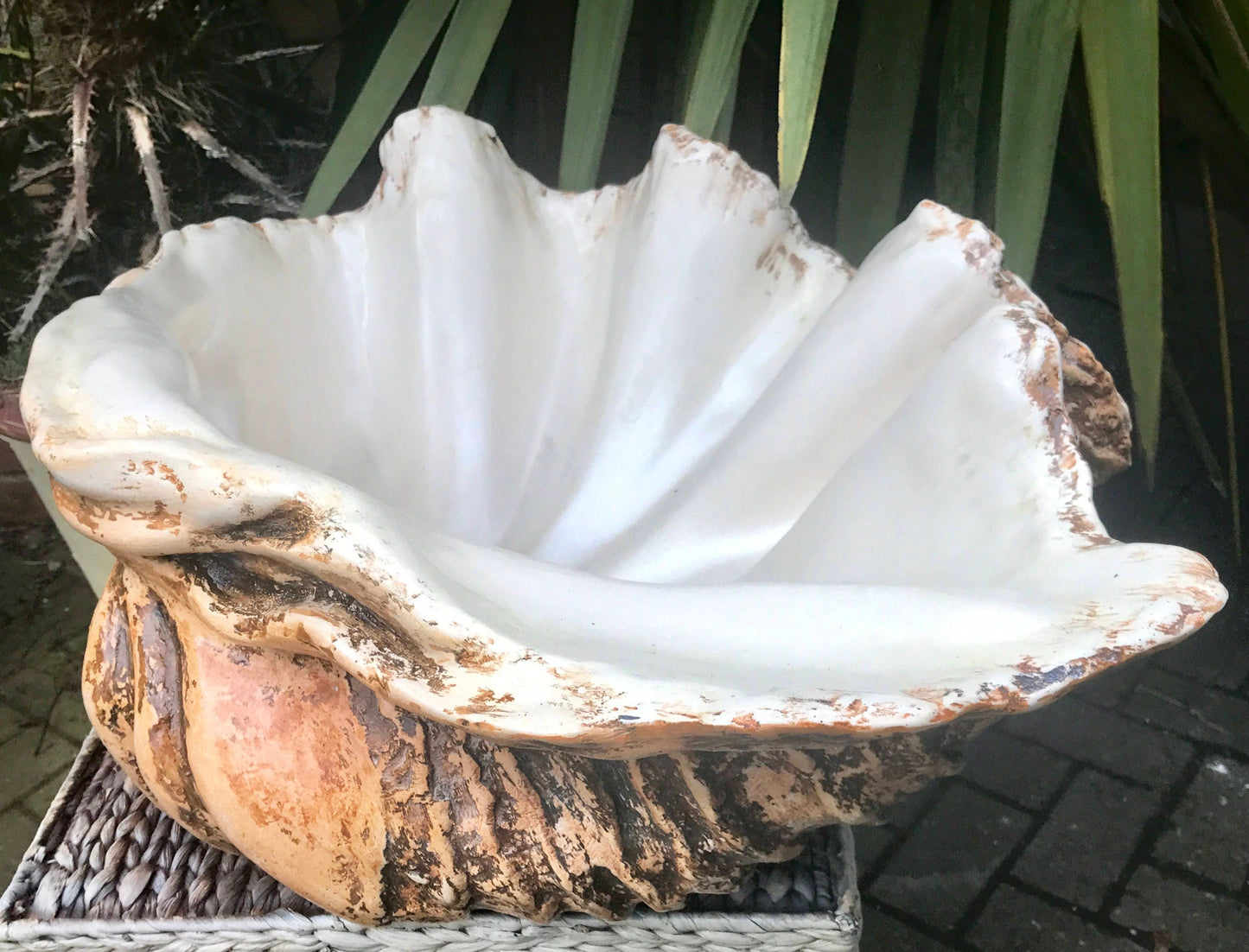 Extra Large Giant Clam Shell in Burnt Umber