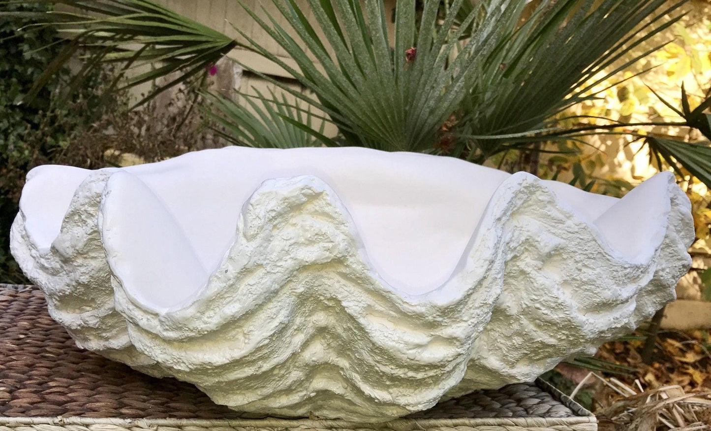 Large Giant Clam Shell in White