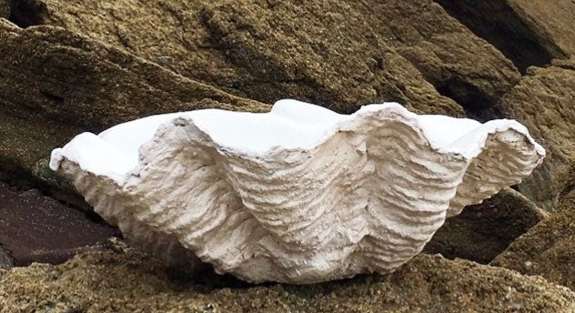 Classic Giant Clam Shell in White