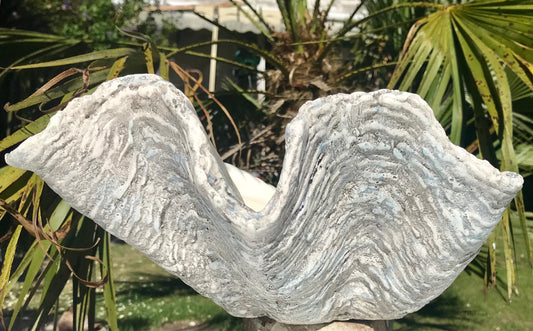 Petite Giant Clam Shell in Driftwood Grey