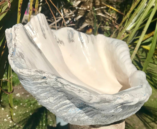 Petite Giant Clam Shell in Driftwood Grey