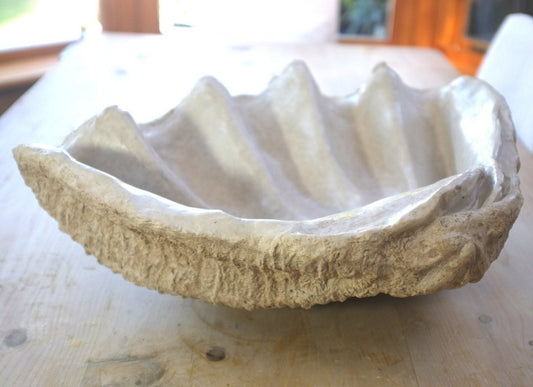 Scalloped Giant Clam Shell in Caramel