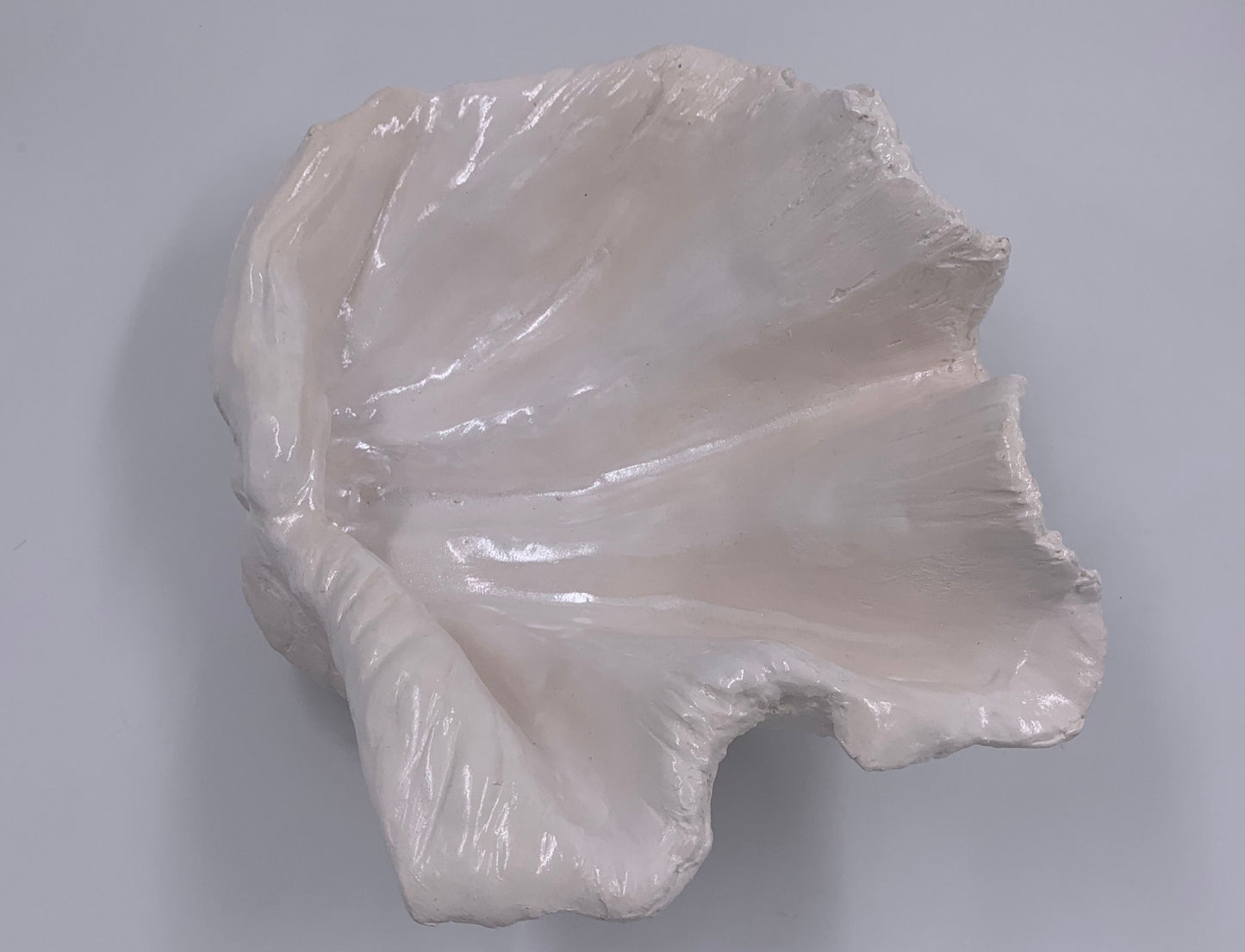 Petite Giant Clam Shell in White Shimmer