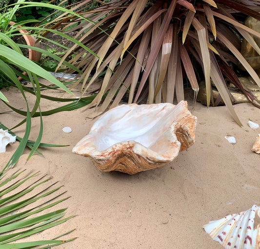 Petite Giant Clam Shell in Burnt Umber