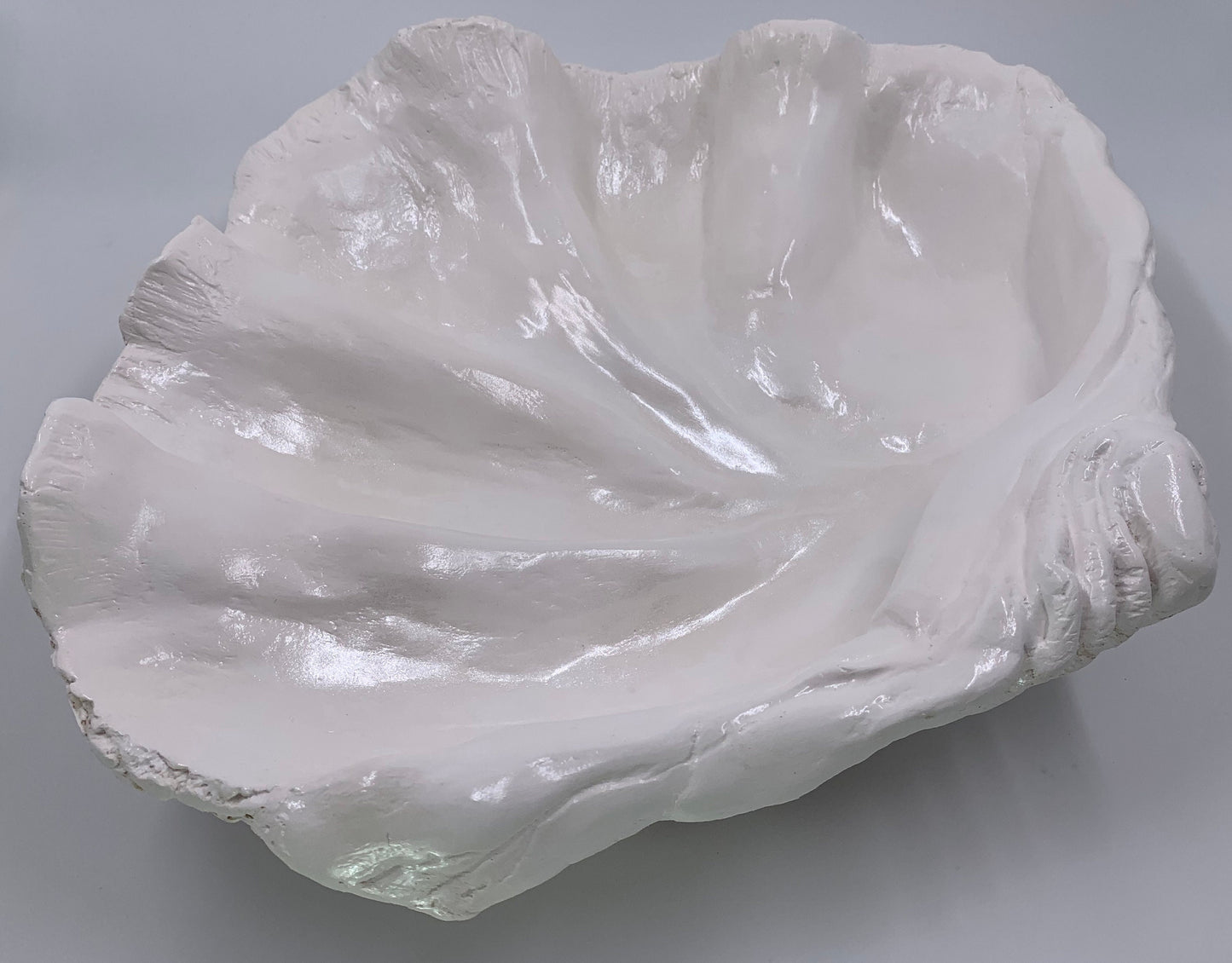 Platter Giant Clam Shell in White