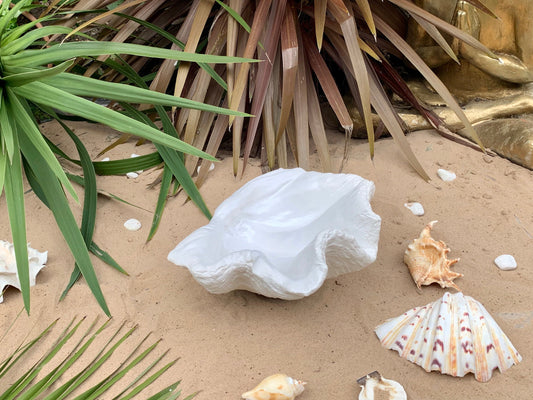Petite Giant Clam Shell in White
