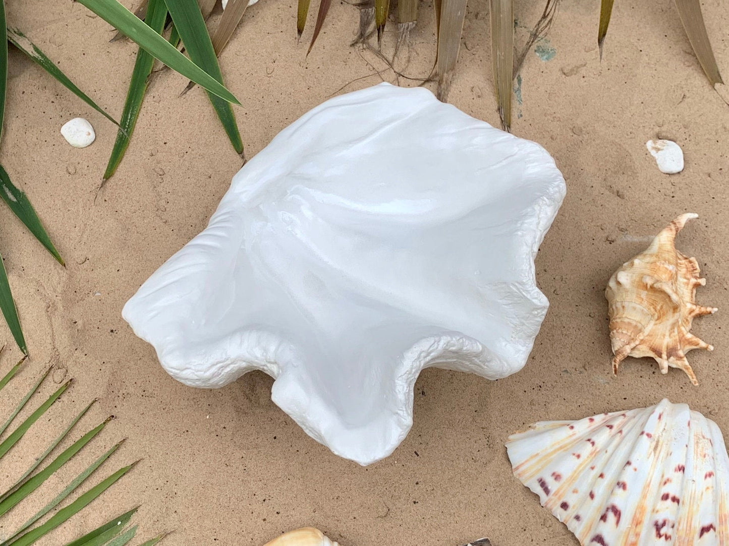 Petite Giant Clam Shell in White
