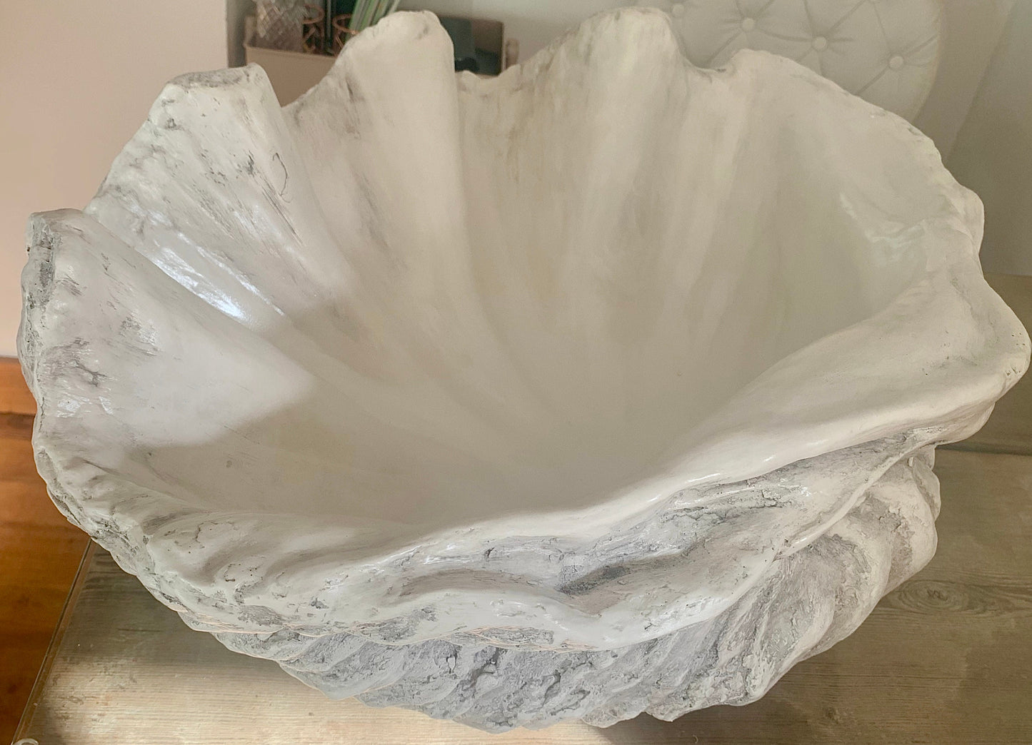 Extra Large Giant Clam Shell in Driftwood Grey