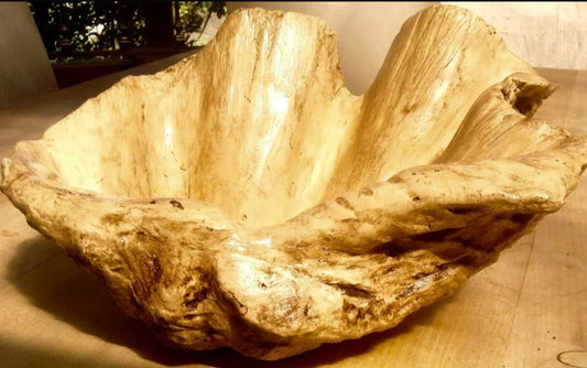 Petite Giant Clam Shell in Tobacco