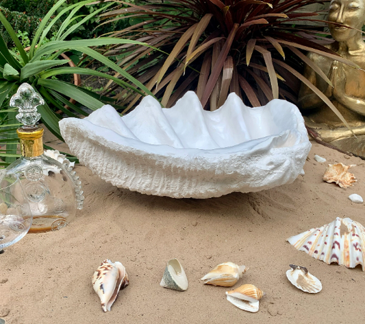 Scalloped Giant Clam Shell in White