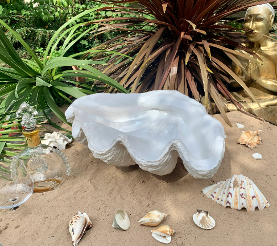 Scalloped Giant Clam Shell in White